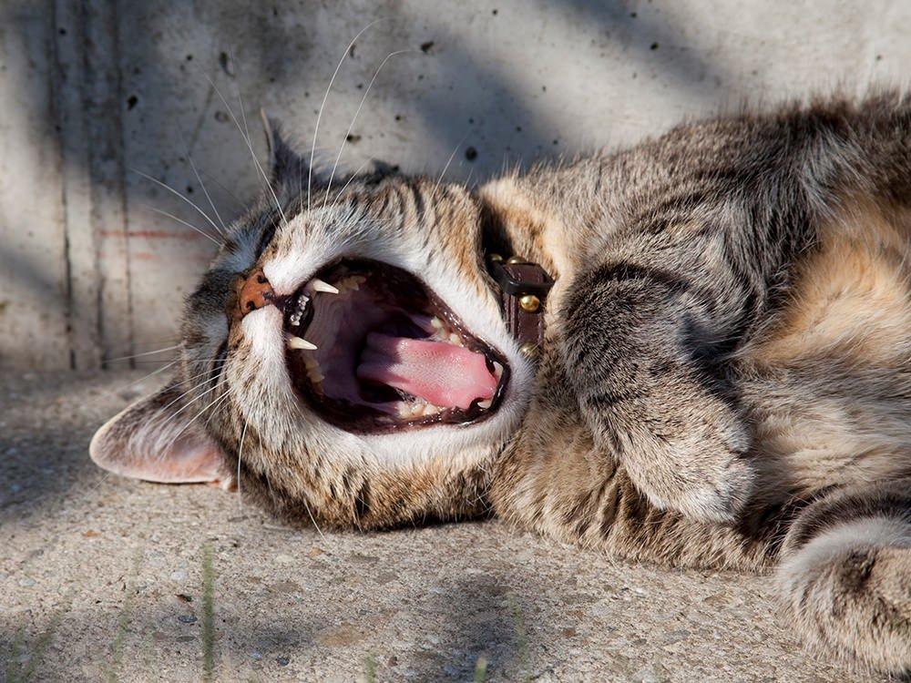 Treatment for shop cat bad breath