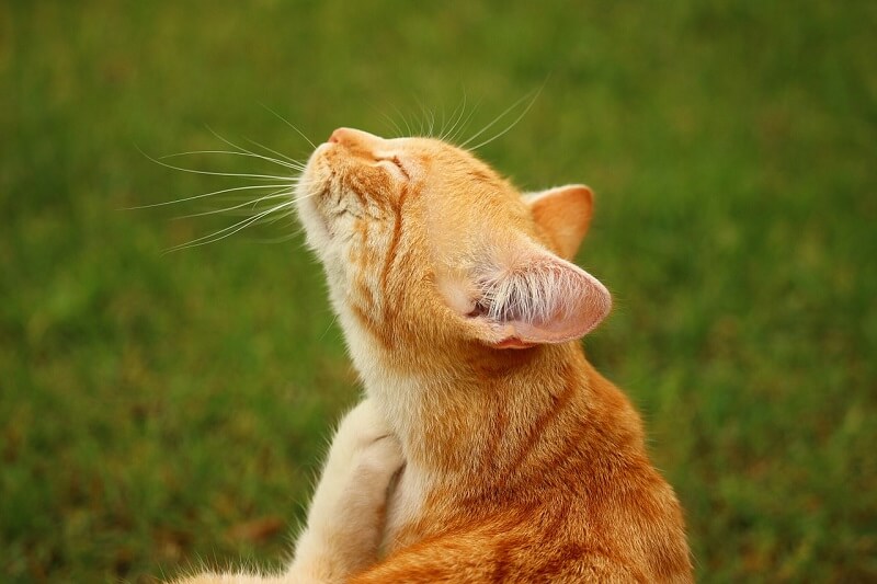 Flea combing a cat sale