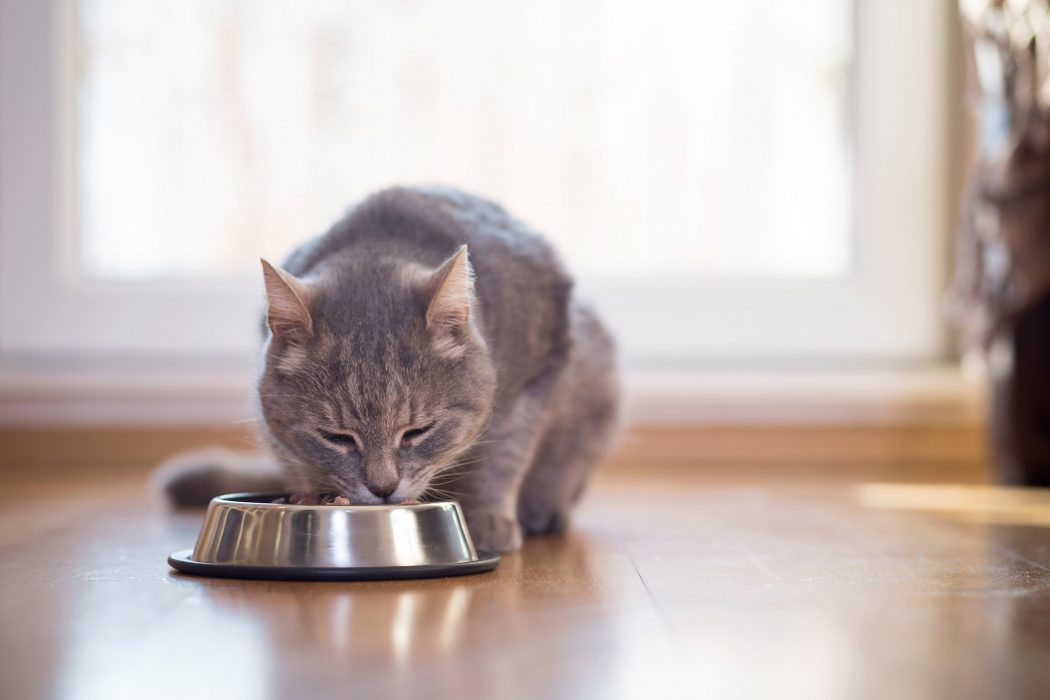 How Useful is a Diabetic Diet For Cats Feline Friendly Care