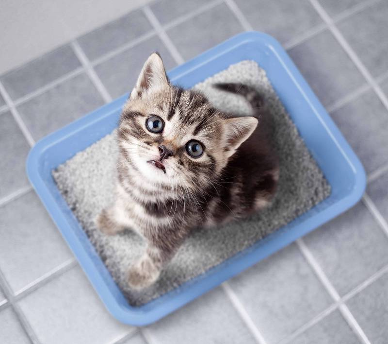 Homemade clumping hot sale cat litter