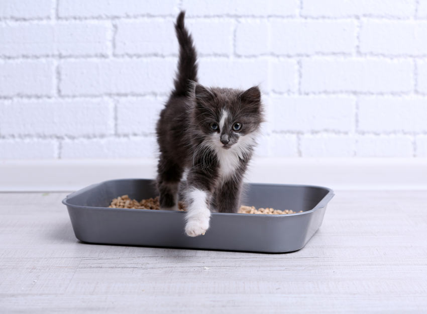 how to change a litter box