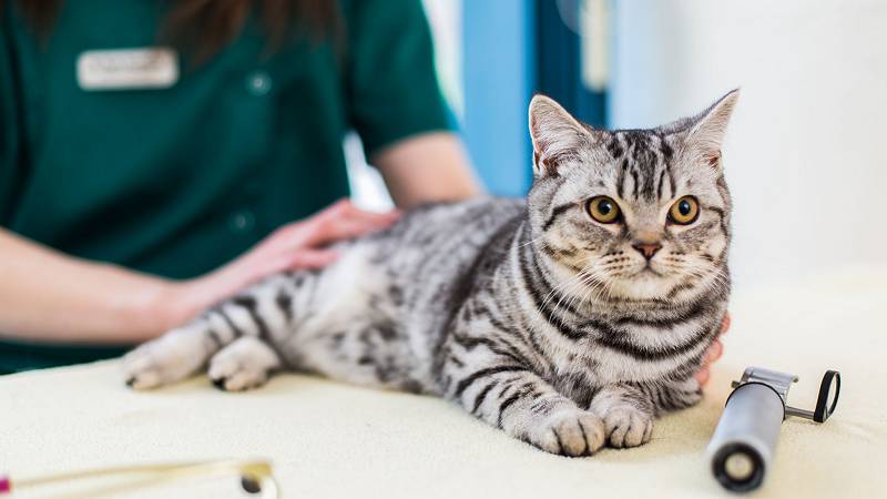 how old should your cat be to get spayed