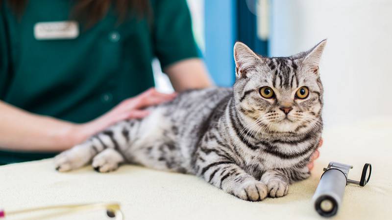 when should you neuter your cat