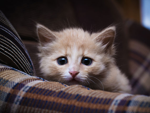 Scaredy Cat: Feline Anxiety and Related Issues - Animal Medical