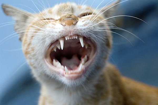Cat Teeth and General Health - Feline 
