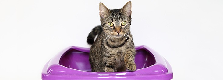 Cleaning litter outlet tray