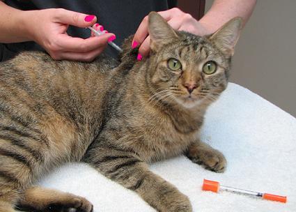 Diabetes medication for clearance cats