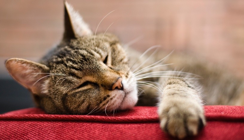 A Guide To Treating Cat Diabetes - Feline Friendly Care