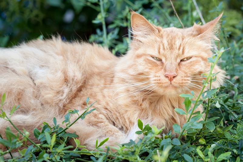 Elderly cat losing store fur