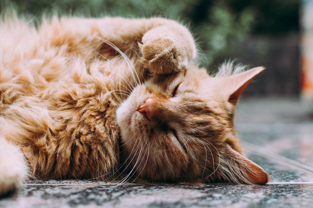 An older looking ginger cat lay down grooming